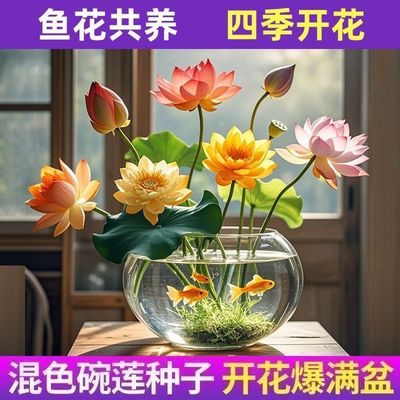 睡莲水培植物带花苞四季开花池塘荷花藕种盆栽水养水莲花根块种子