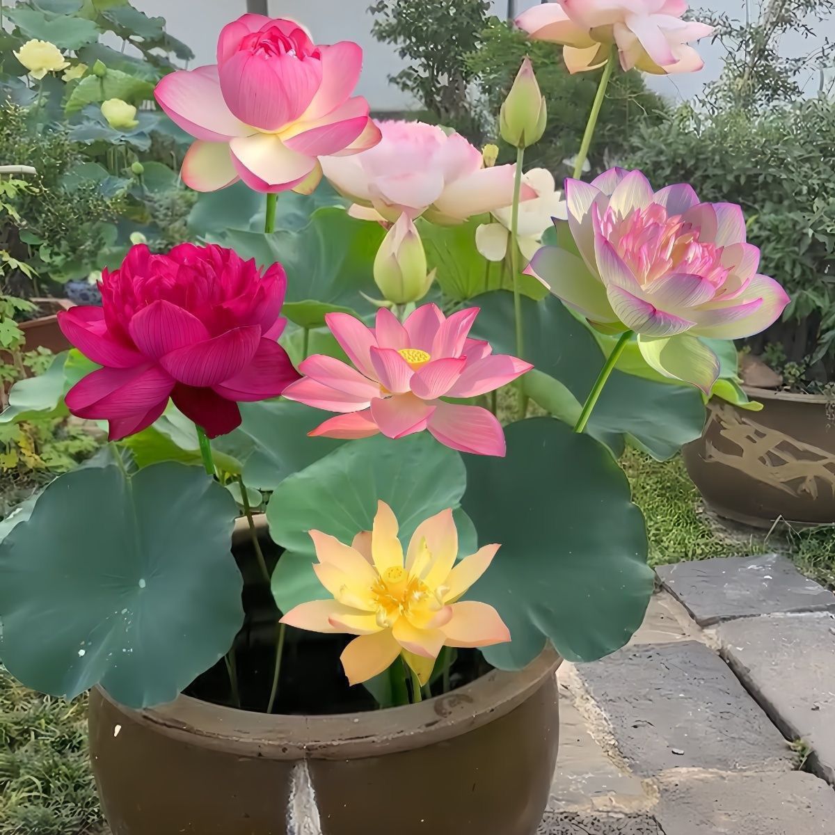 七彩碗莲水培植物荷花盆栽已开口泗季开花阳台庭院睡莲四季绿植