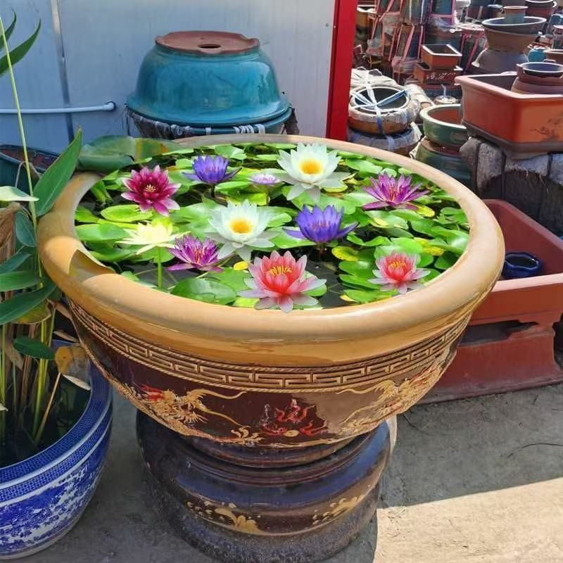 七彩碗莲水培植物荷花盆栽已开口泗季开花阳台庭院睡莲四季绿植