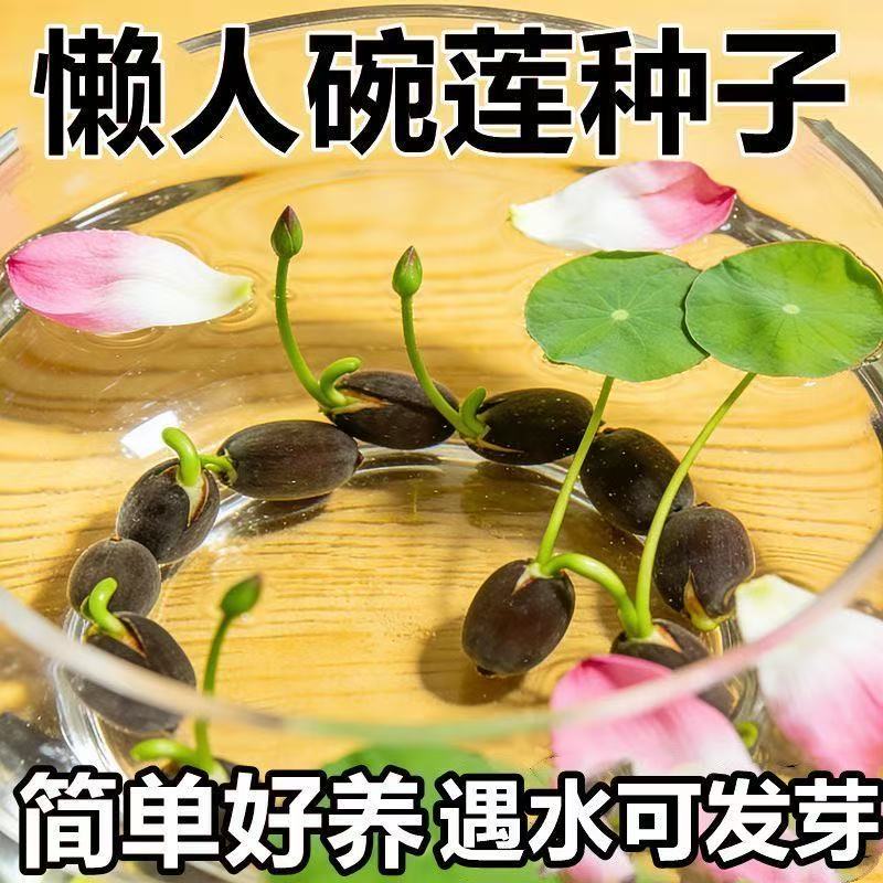 七彩碗莲水培植物荷花盆栽已开口水生植物