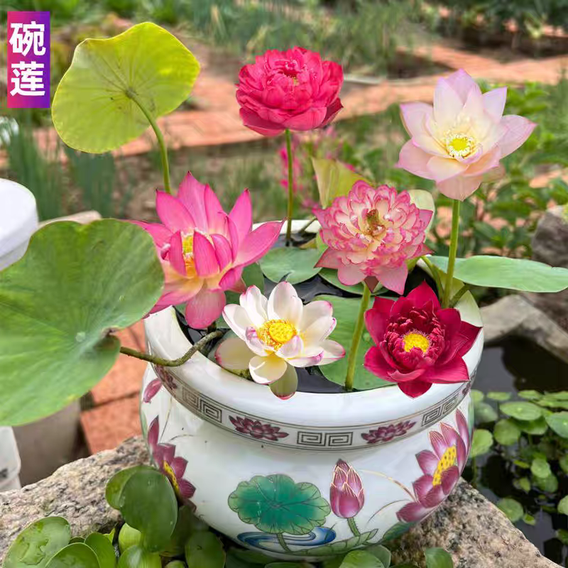 【水培开花】莲花懒人水养开花碗莲水培植物荷花阳台和鱼共养