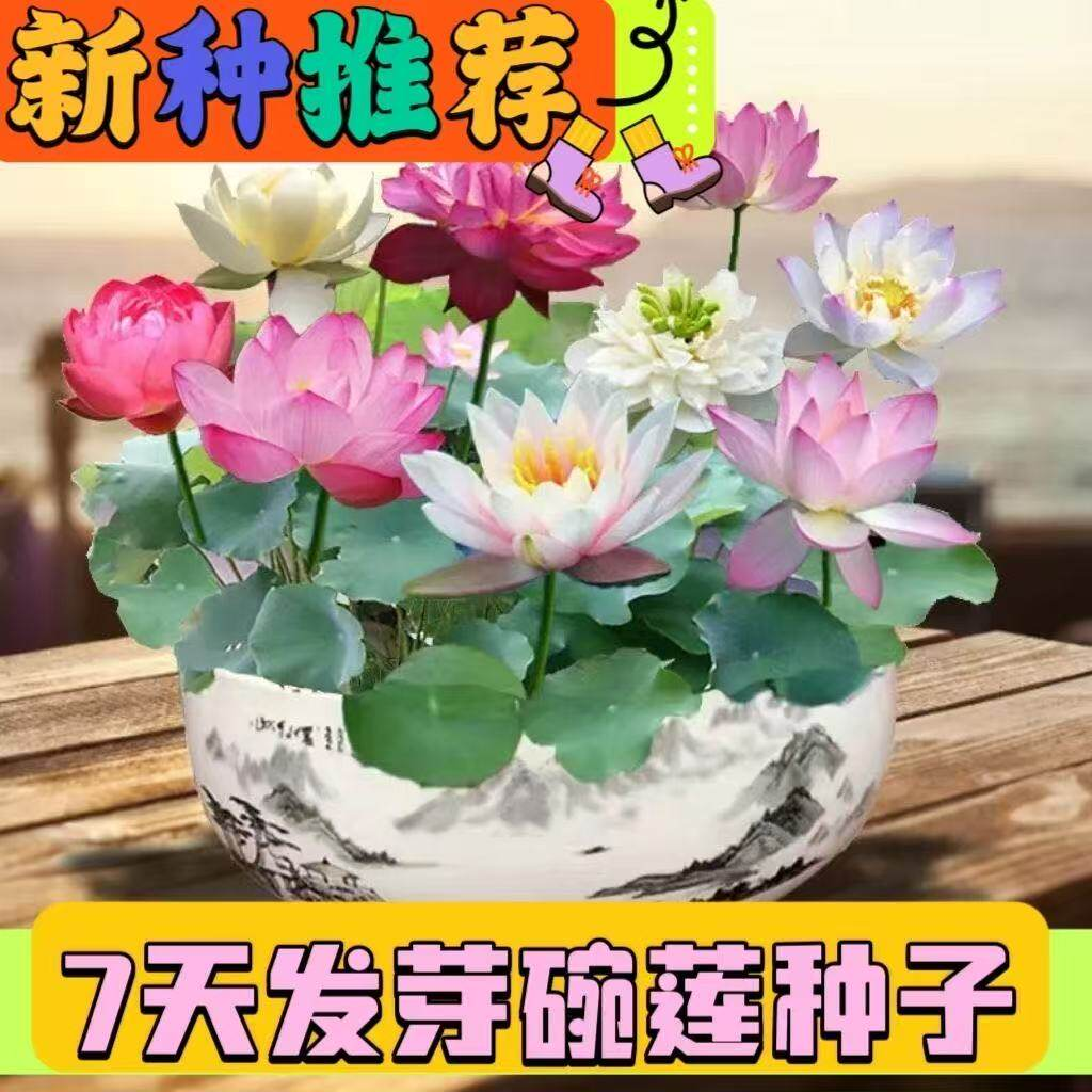 七彩碗莲种子水培植物盆栽已开口泗季开花阳台庭院睡莲泗季绿植