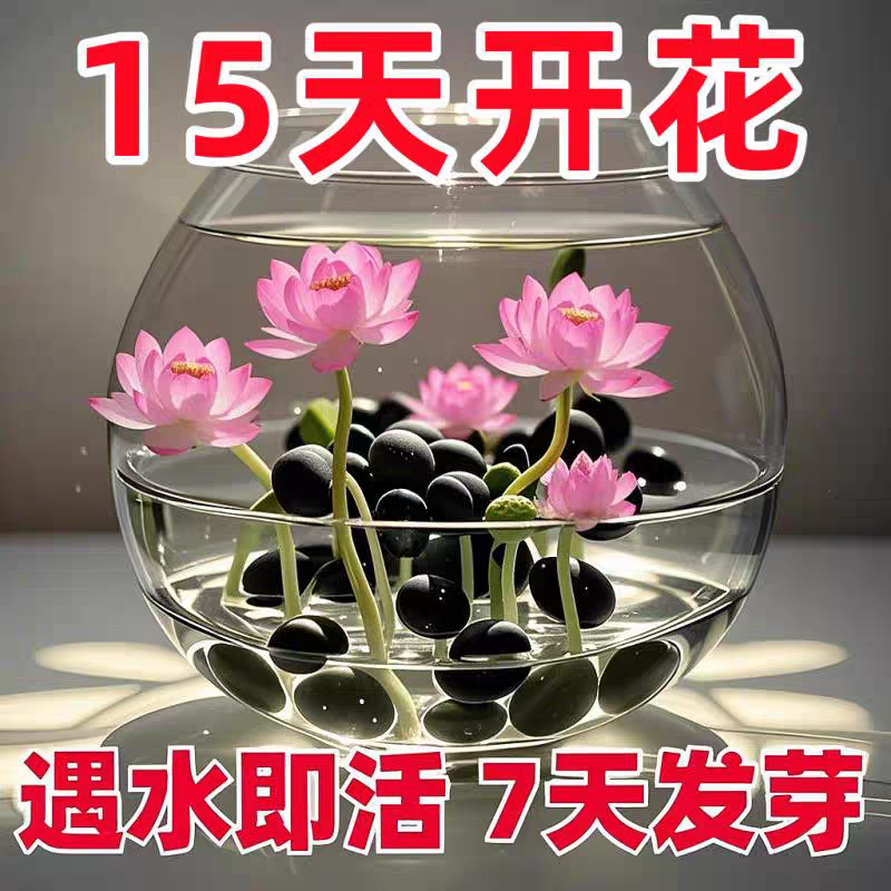 【水培开花】莲花懒人水养四季开花碗莲水培植物荷花阳台和鱼共养