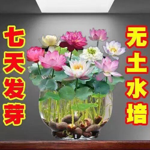 七彩碗莲种子水培植物盆栽已开口泗季开花阳台庭院睡莲泗季绿植
