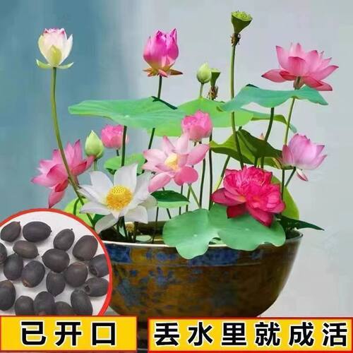 七彩碗莲水培植物荷花盆栽已开口泗季开花阳台庭院睡莲泗季绿植