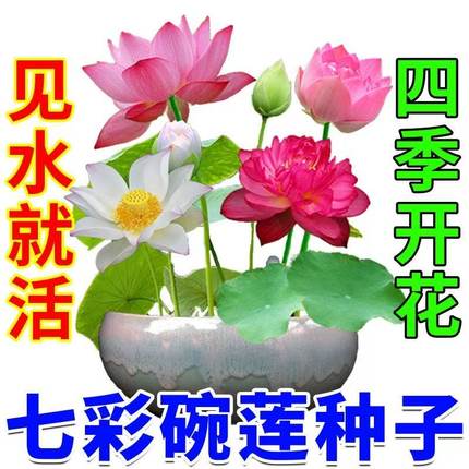 【7天发芽】碗莲种四季开花水培水养绿植睡莲荷花无土盆栽花卉
