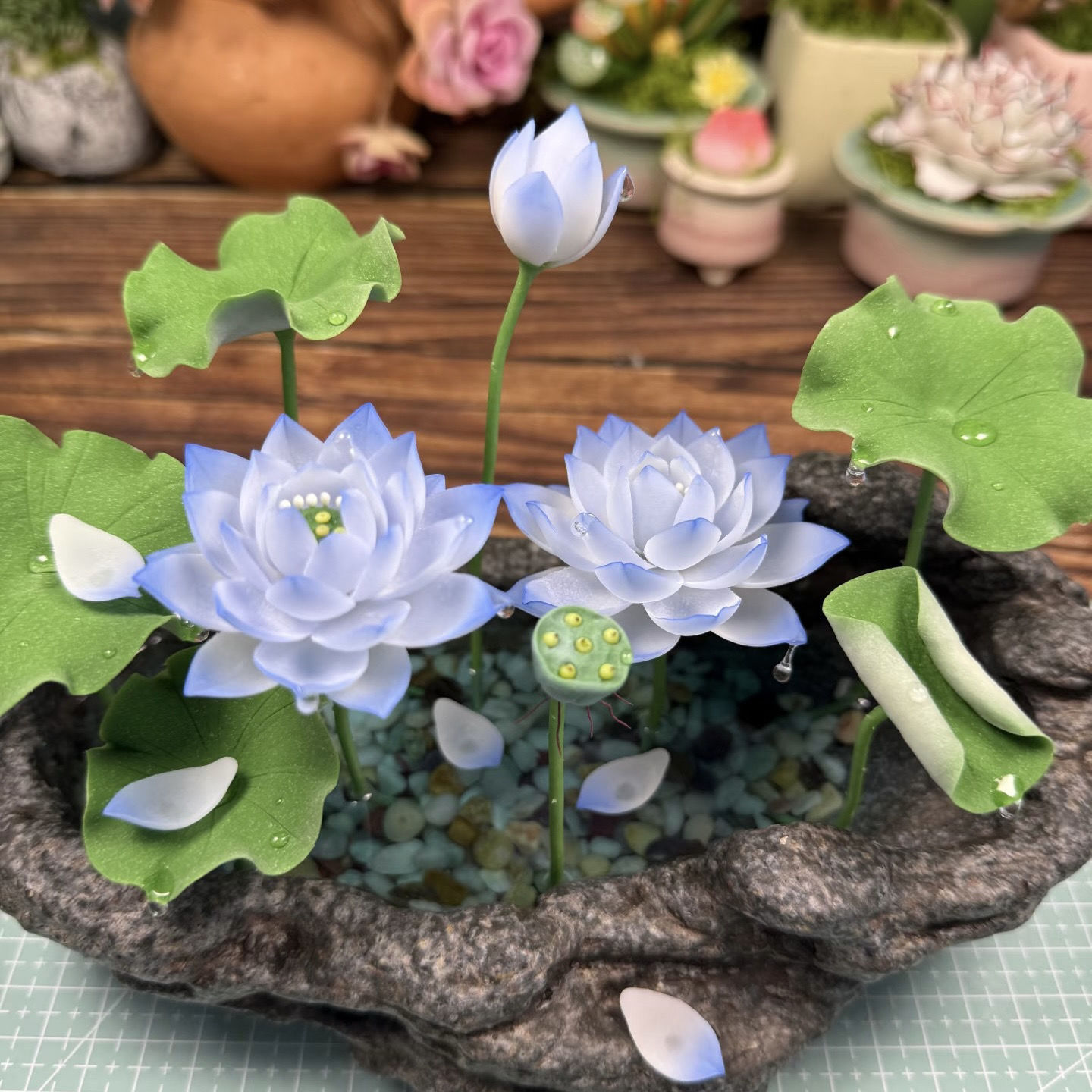 七彩碗莲水培植物荷花盆栽已开口泗季开花阳台庭院睡莲四季绿植