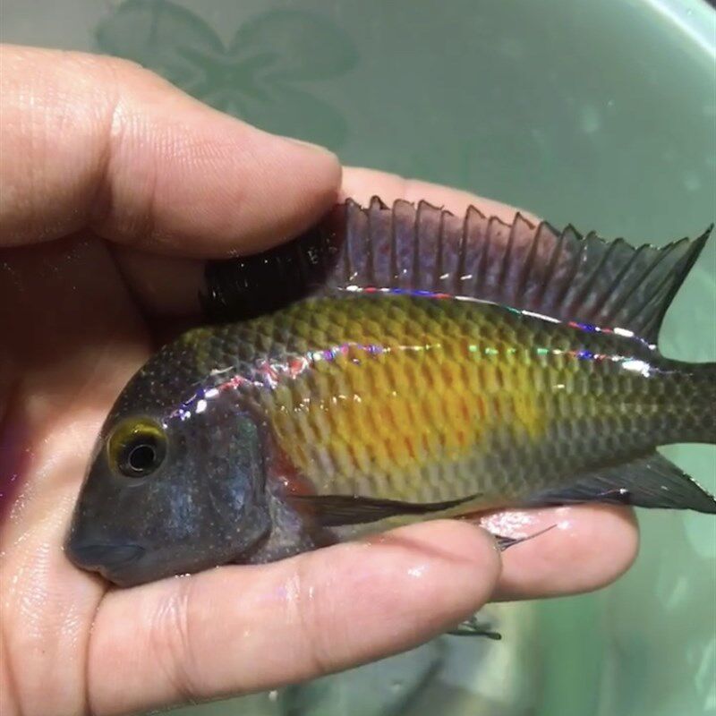 台系三湖慈鲷鱼 坦鲷 太阳斑蝴蝶鱼 旭日蝴蝶鱼 观赏鱼 热带鱼