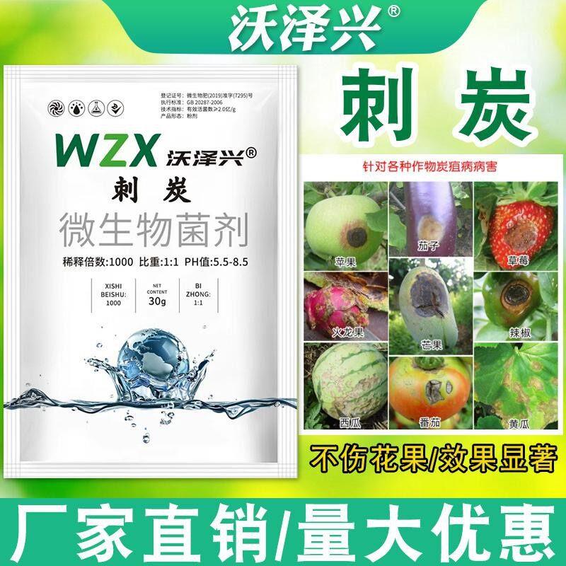 沃泽兴刺炭炭疽病疮痂白腐黑腐病茄子西红柿草莓植物微生物菌剂