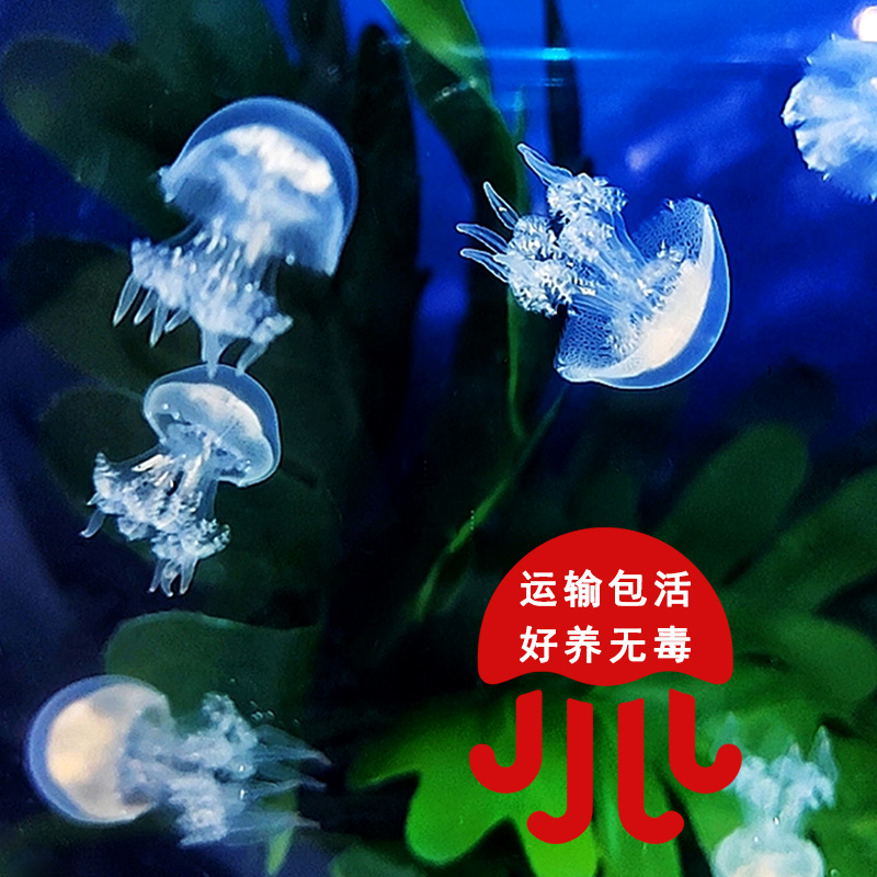 活体水母赤月发光水母观赏礼物