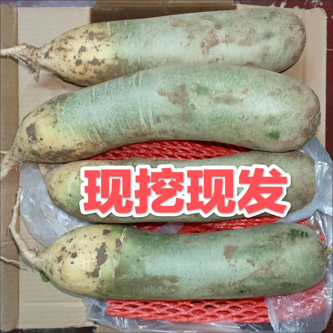 现挖现发新鲜甜脆沙地青皮绿色萝卜正宗山东潍坊水果萝卜生吃多汁,水产肉类/新鲜蔬果/熟食,黄瓜,淘宝优惠券,粉丝福利购,淘宝优惠卷