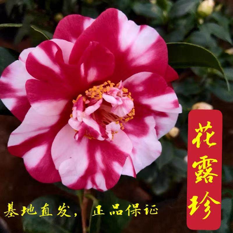 花露珍花蝴蝶福建龙岩山茶花苗经典复色大花型当年开花正品四季