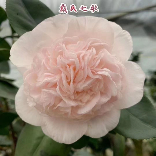 戴氏之歌水晶白山茶花树苗盆栽福建龙岩名贵庭院绿植托桂花型耐寒