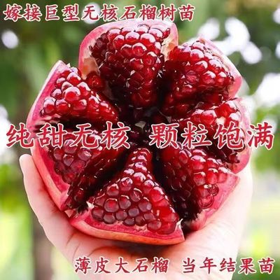 嫁接无核红如意石榴树苗当年果