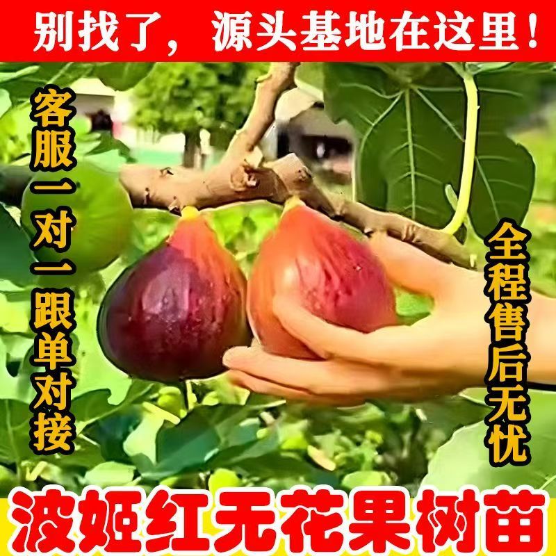 波姬红无花果树苗嫁接特大果矮化南北方种植当年结果盆栽地栽