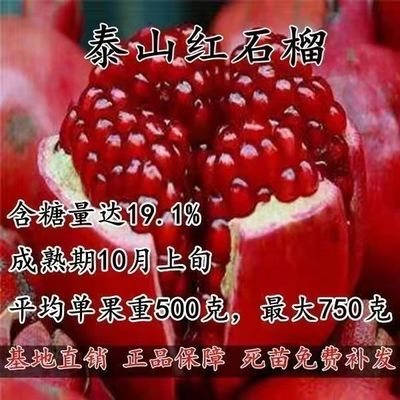 泰山红石榴树苗嫁接果树苗当年结果庭院种植南北方肥沃土壤