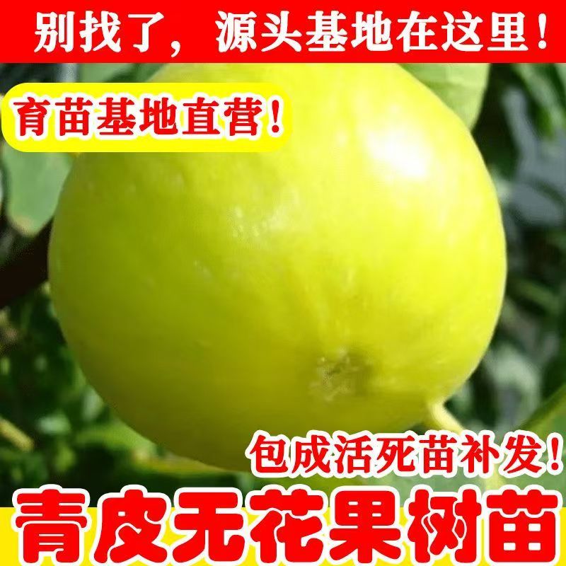 嫁青皮接无花果树苗当年结果南北方种植包成活死苗补发