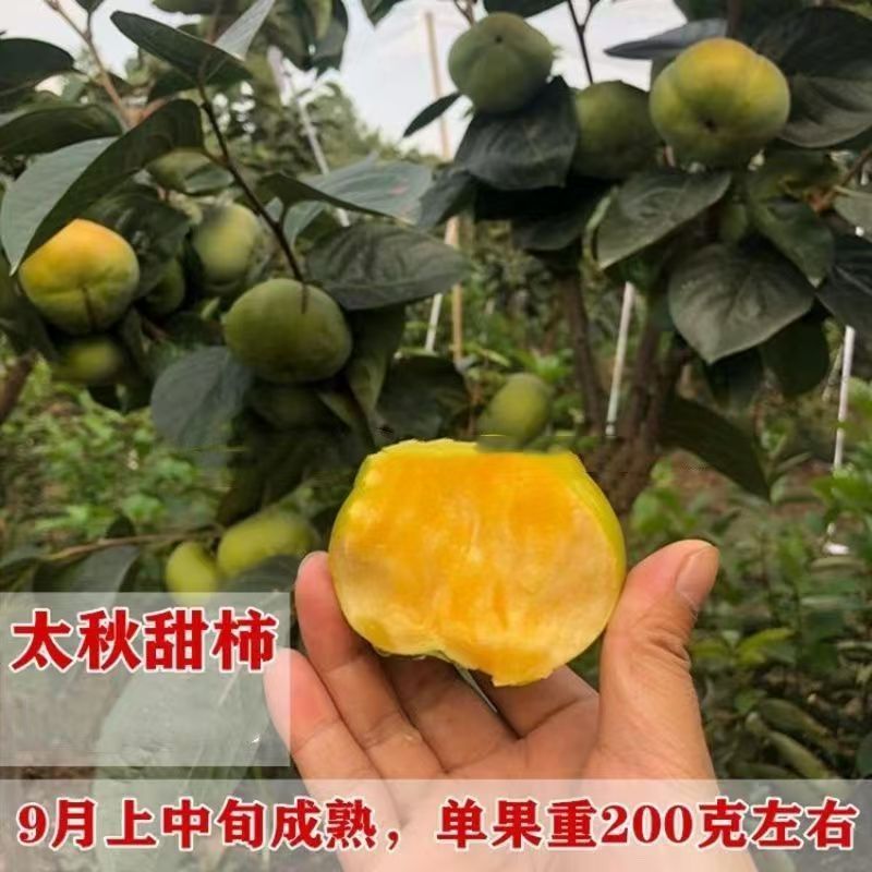 太秋甜柿树苗嫁接脆甜柿子苗当年结果南北方种植盆栽地栽