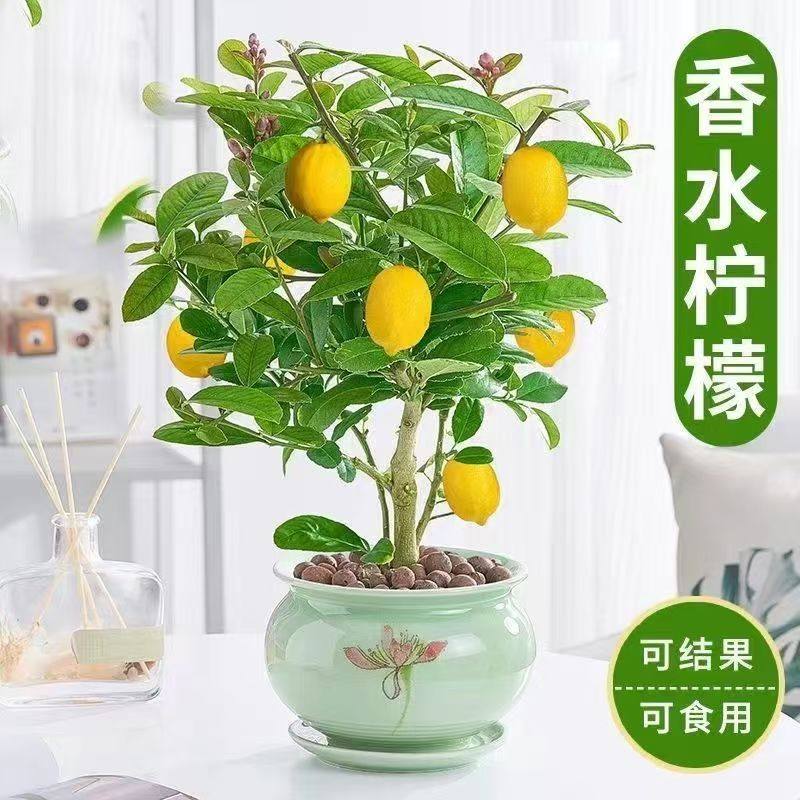 四季柠檬树苗嫁接盆栽可结果可食用南北方种植当年硕果累累