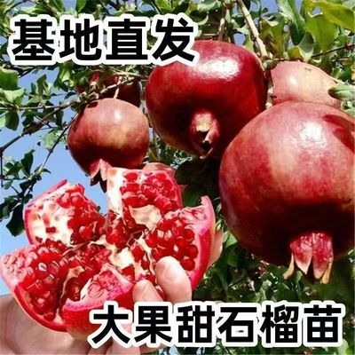 嫁接红宝石石榴树苗当年结果大果