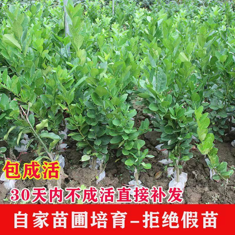 四季柠檬嫁接苗乔木果树苗包成活当年硕果累累自家苗圃培育