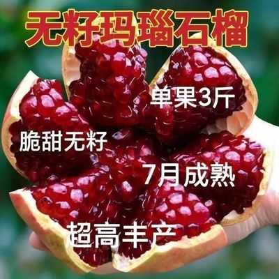 嫁接无籽玛瑙石榴树苗当年结果庭院南北方种植软籽果树苗爆产大苗