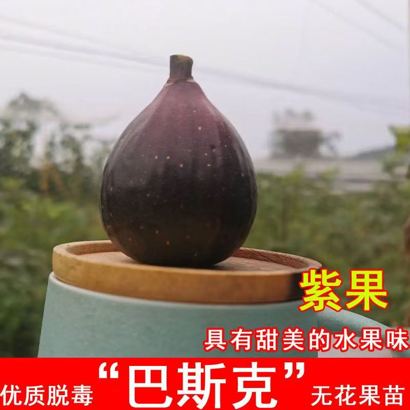 巴斯克无花果树苗嫁接大苗盆栽特大果南北方种植当年结果