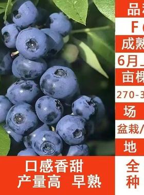 蓝莓苗F6品种扦插苗当年结果庭院盆栽地栽南北方种植爆产大苗