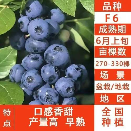 蓝莓苗F6品种扦插苗当年结果庭院盆栽地栽南北方种植爆产大苗