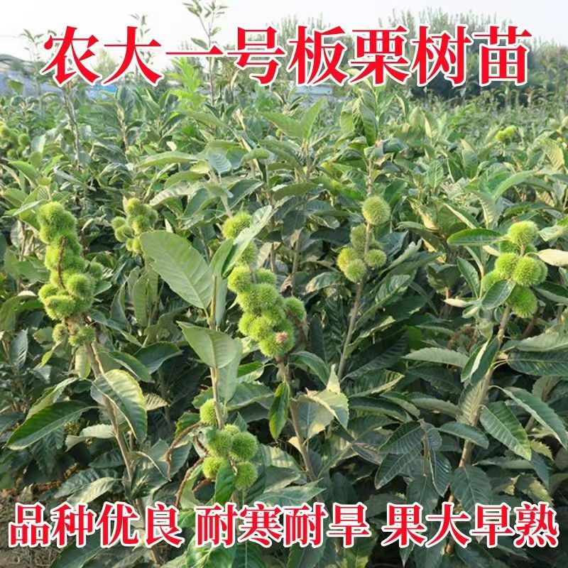 农大一号板栗树苗嫁接大苗南北方种植盆栽地栽耐寒当年结果果树苗