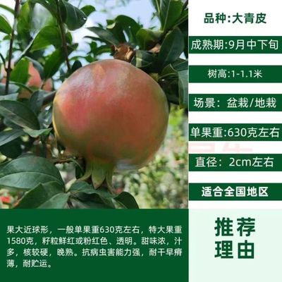 大青皮石榴树苗嫁接大青皮当年结果南北方种植盆栽地栽果树活苗