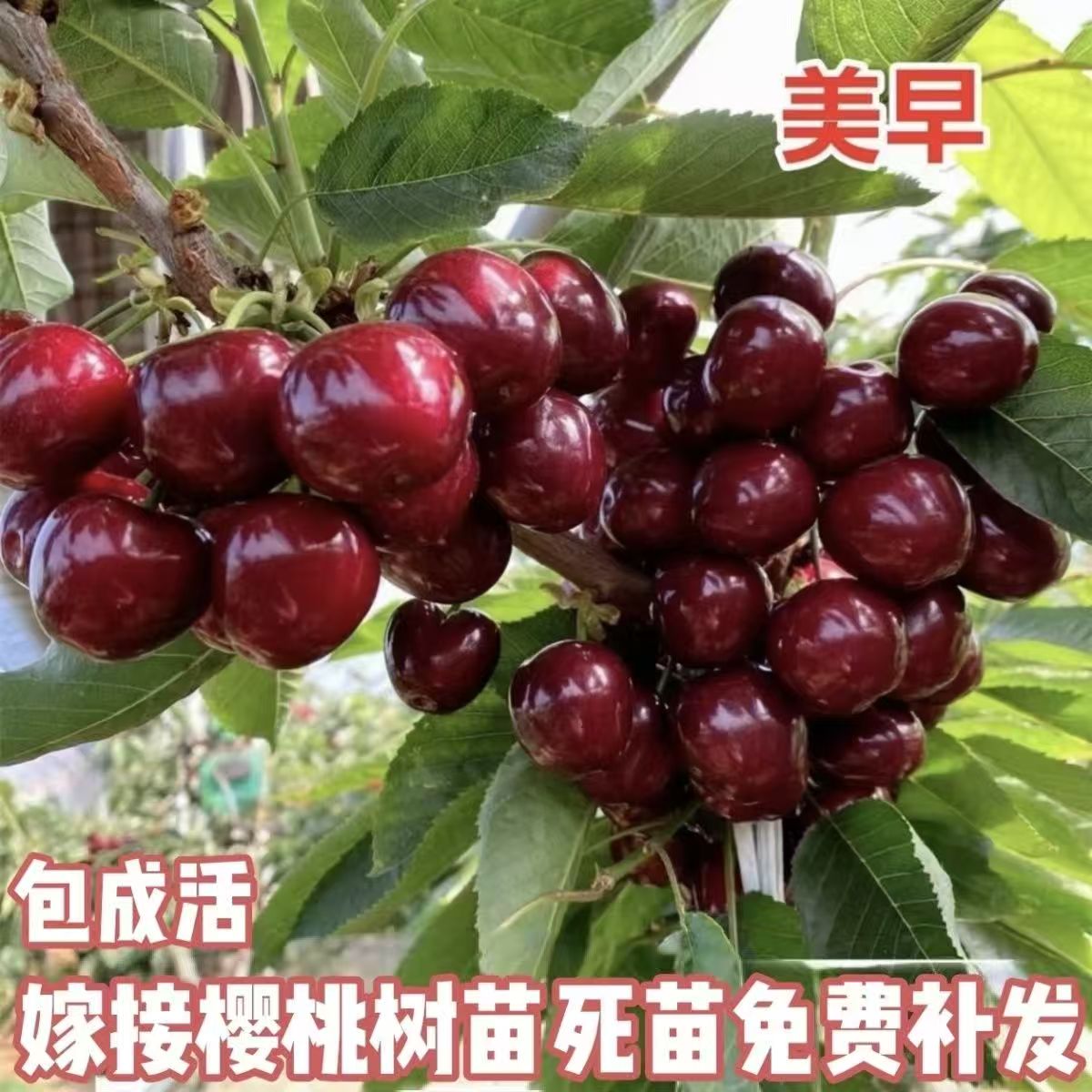 车厘子樱桃树苗嫁接大苗果树苗盆栽地栽当年结果好养耐寒特大