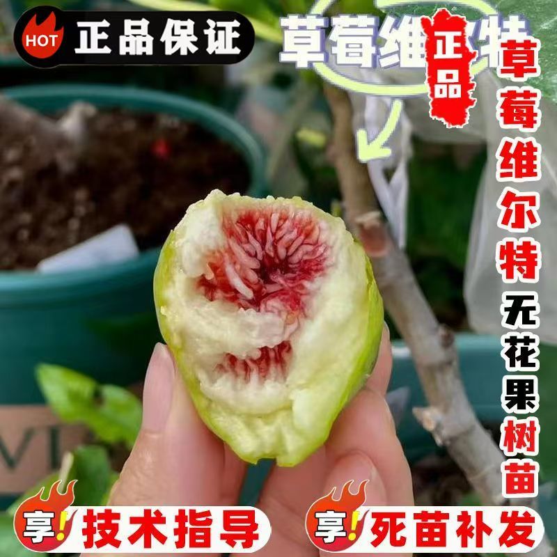 正宗草莓维尔特无花果树苗嫁接大苗盆栽地栽南北方种植