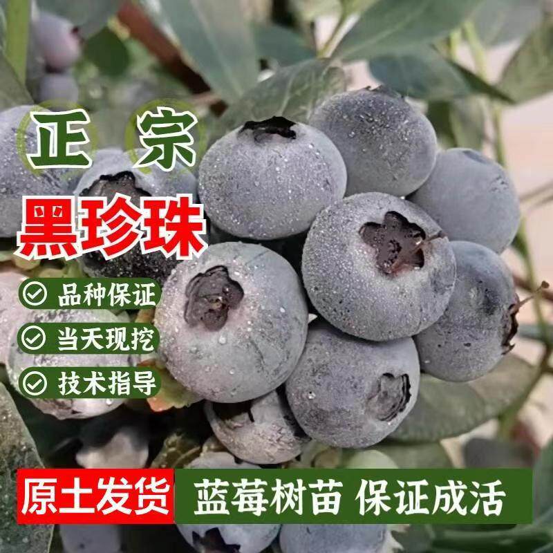 正宗黑珍珠蓝莓苗扦插果树苗南北方种植当年结果耐寒包活,鲜花速递/花卉仿真/绿植园艺,果树,淘宝优惠券,粉丝福利购,淘宝优惠卷