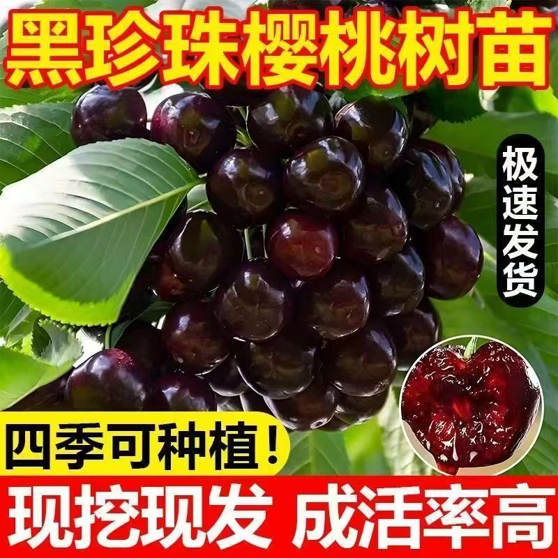 正宗黑珍珠车厘子大樱桃树苗嫁接苗四季种植南北方盆栽地栽果树苗