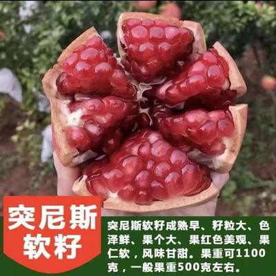 突尼斯软籽石榴树苗嫁接盆栽庭院南北方种植当年结果大苗