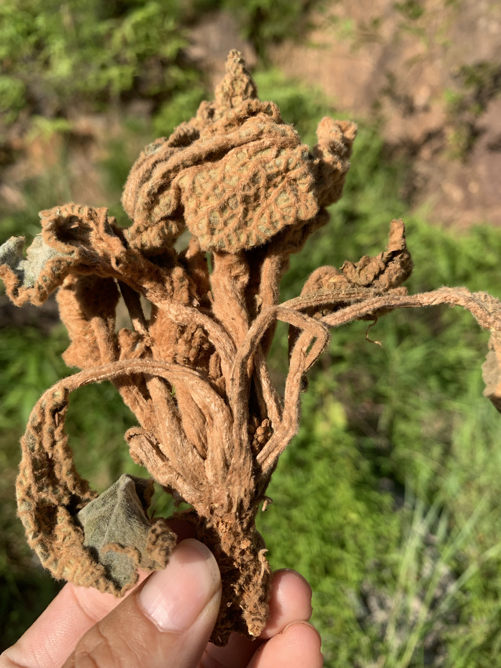 福建深山石上莲软肝草岩白菜250 克中草药包邮