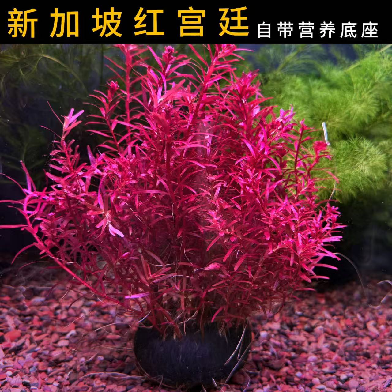 新加坡红宫廷水草鱼缸造景真草自带营养底座净化水质新手也能养好