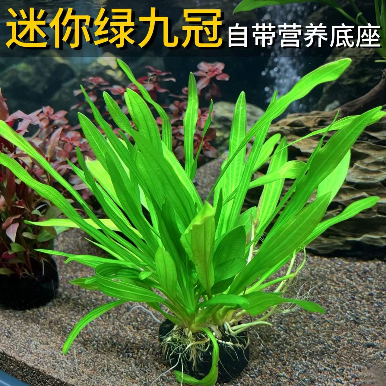 迷你绿九冠坨草淡水沉水型鱼缸造景装饰植物新手易养 - 实物图