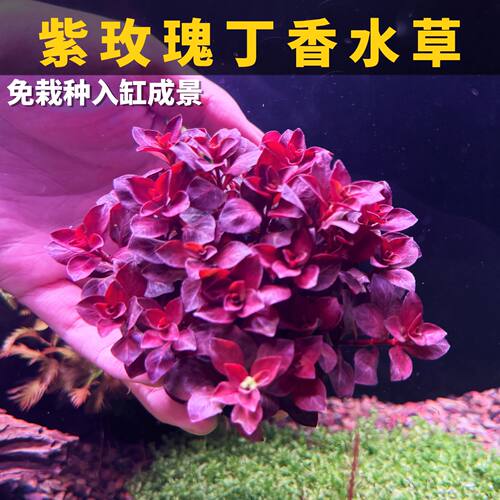 紫玫瑰丁香水草新手懒人好养