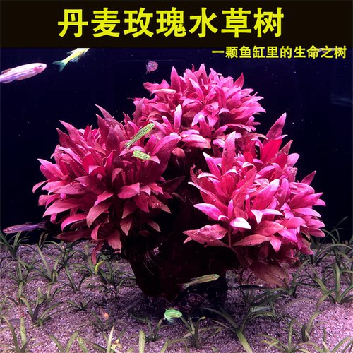 丹麦红玫瑰树生命之树