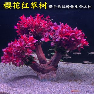 樱花红草树新手懒人好养的造景生命之树水草鱼缸造景主体