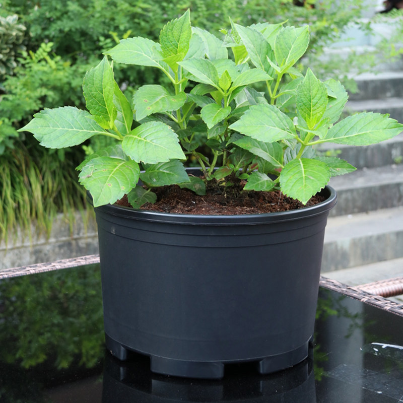 植谜特大花盆大口径黑加仑盆栽花盆黑色矮胖加仑花盆塑料绿萝月季