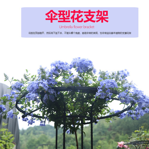 户外园艺伞形玫瑰爬藤架月季