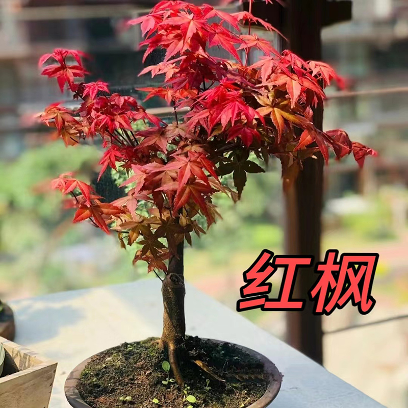 红枫黄金枫四季好养活室内桌面耐寒观叶植物