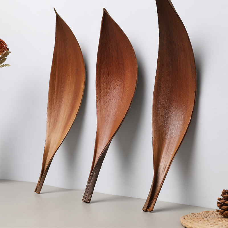 可可叶干花植物叶子桌面装饰摆件