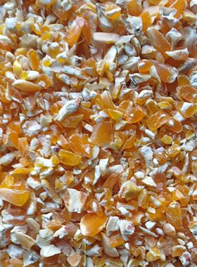 新鲜玉米碎玉米面喂鸡鹌鹑鸡鸭牛羊饲料粮食鸽子打窝钓鱼高梁麦子