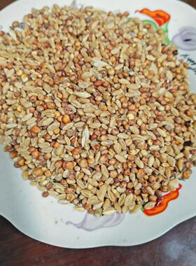 高粱小麦混合饲料高粱麦子玉米碎混合玉米粒碎喂鸡鸡鸭鹅粮食