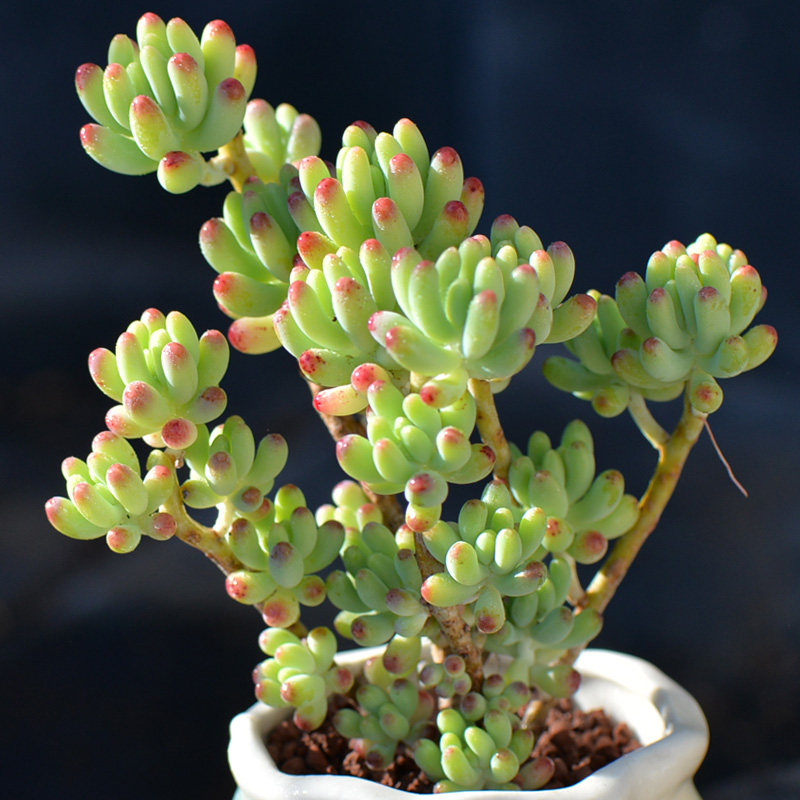 网友分享在meiguo.com的图片