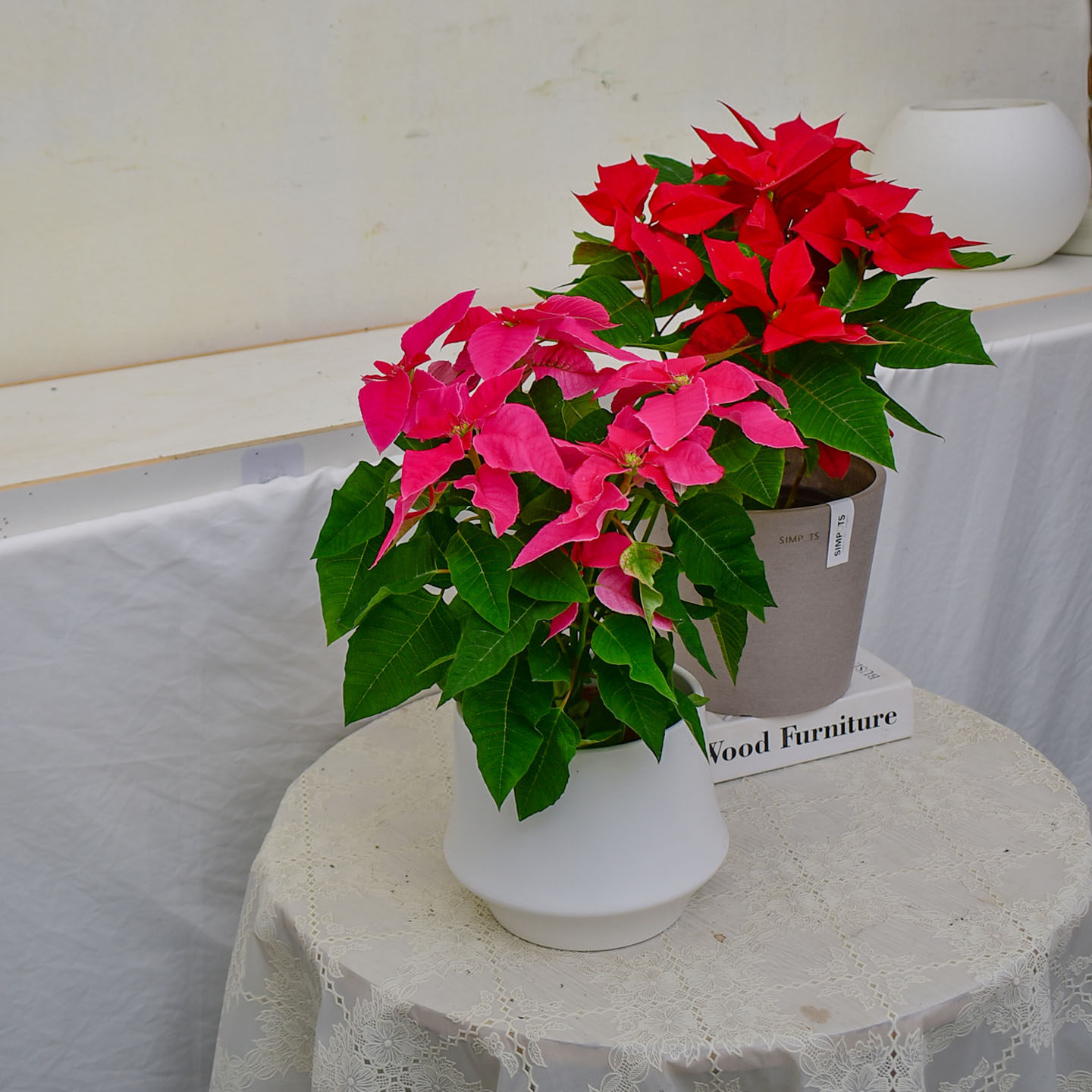 一品红盆栽圣诞花粉公主室内外节日庆典花卉庭院观花植物四季开花